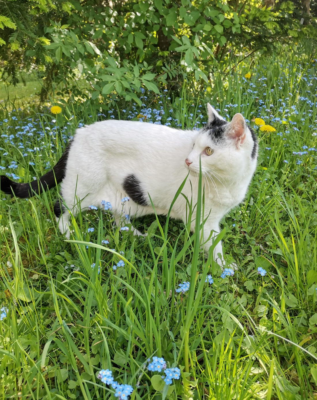 Wie ich meiner kranken Katze Snowy seine Freiheit zurückgab. Von KahuPaw | Tierpflege & Fürsorge