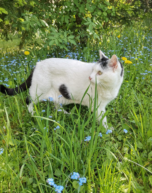 Wie ich meiner kranken Katze Snowy seine Freiheit zurückgab. Von KahuPaw | Tierpflege & Fürsorge