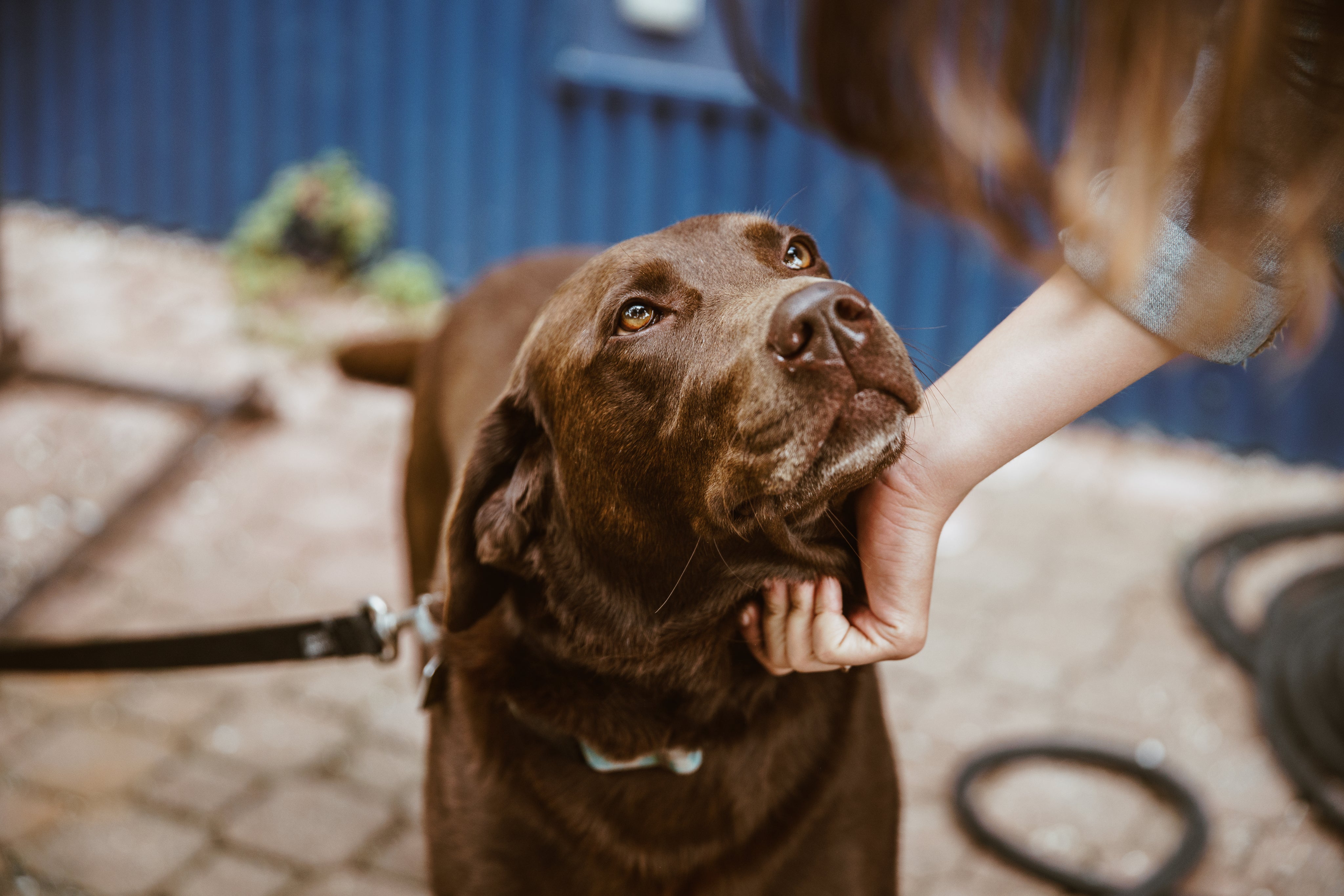 files/chocolate-lab-dog.jpg
