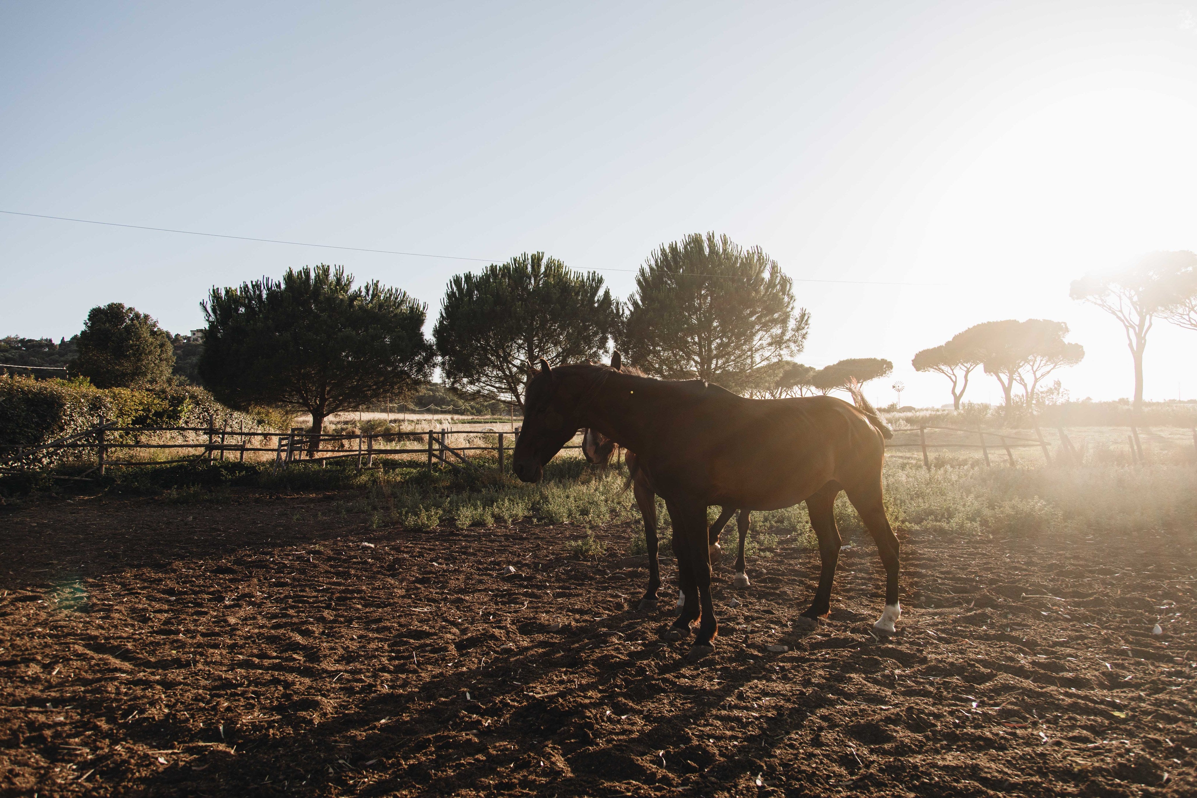 files/horses-ready-for-the-ride.jpg