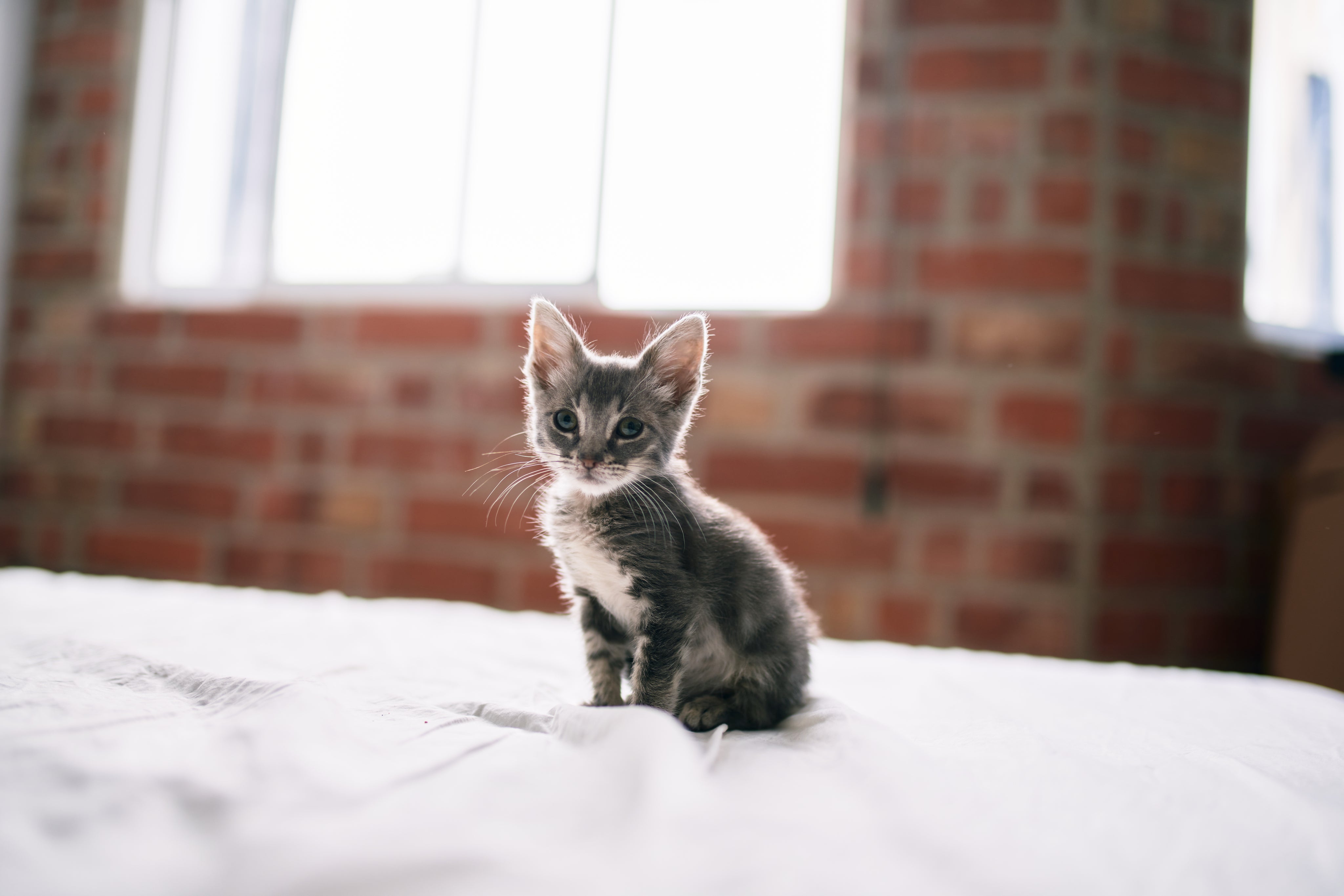 files/tiny-kitten-stands-on-a-bed.jpg
