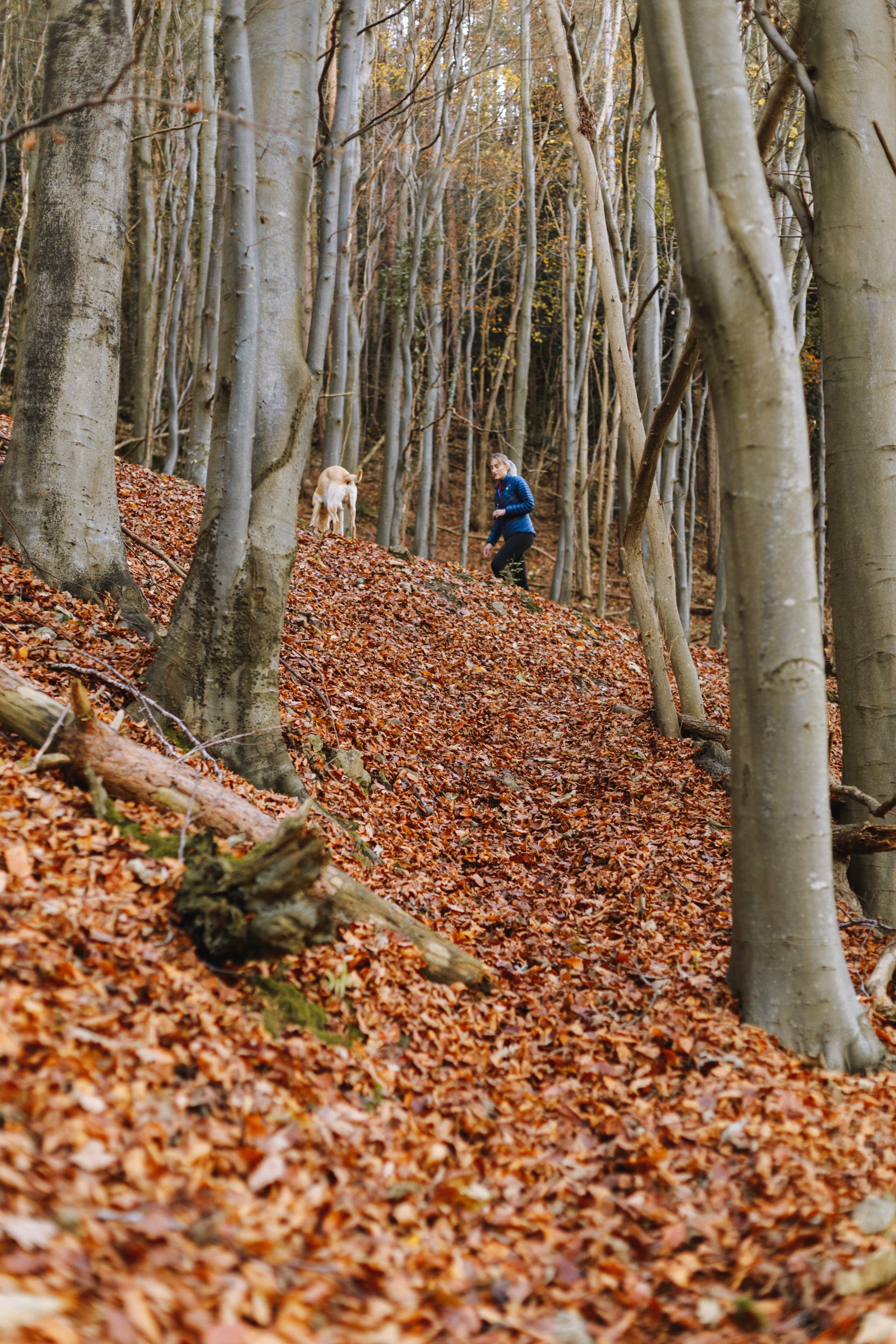 files/woman-and-dog-hike-on-hill-in-fall.jpg